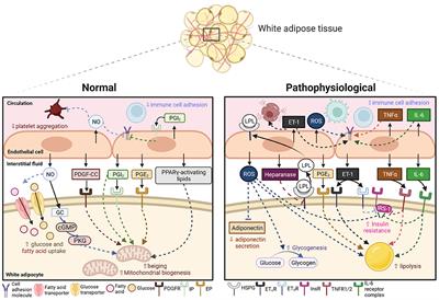 Paracrine Role of the Endothelium in Metabolic Homeostasis in Health and Nutrient Excess